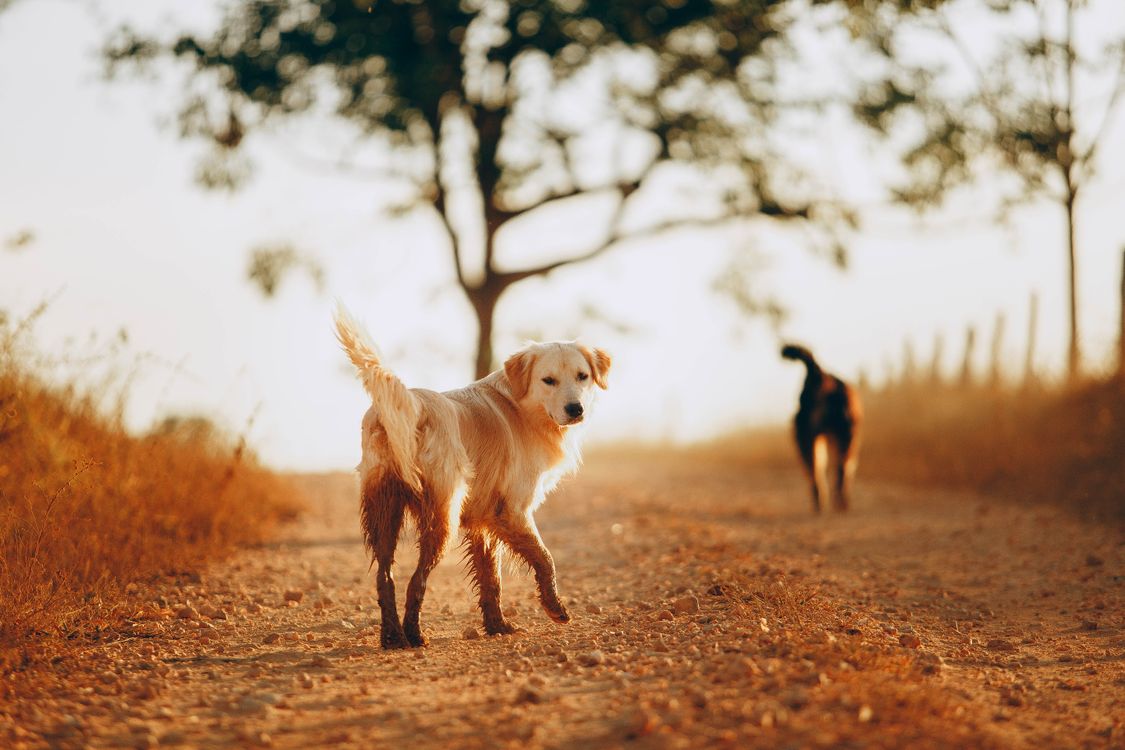 golden retriever walking on a dry country road in autumn