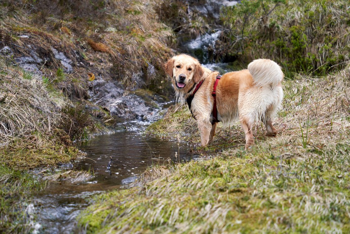 golden retriever in a harness exploring a rocky creek on a hike