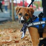 young service dog in a blue harness standing with its handler outdoors