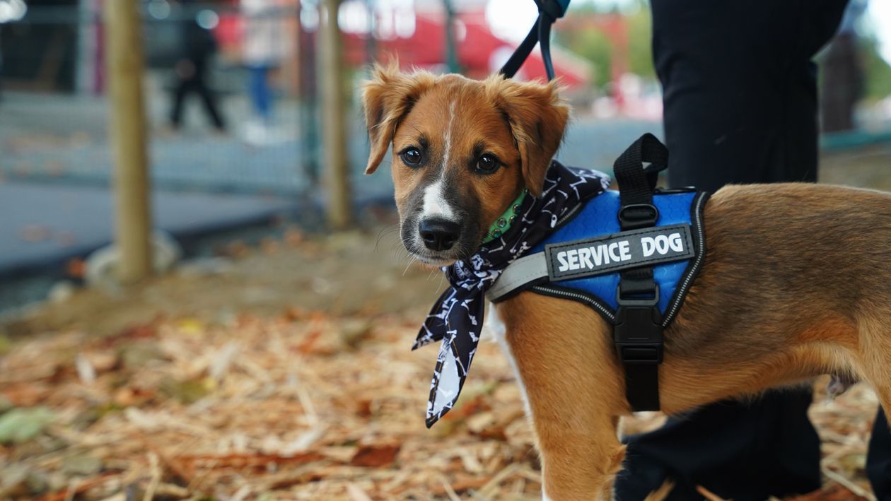 young service dog in a blue harness standing with its handler outdoors