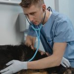 veterinarian in blue scrubs checking a dog with a stethoscope