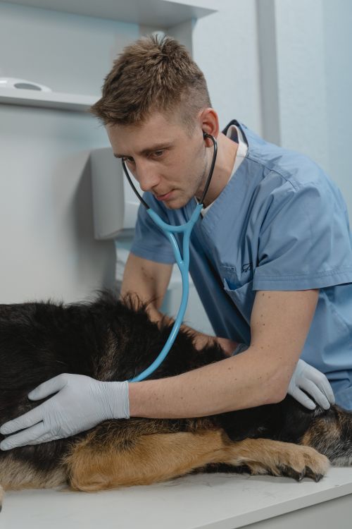 veterinarian in blue scrubs checking a dog with a stethoscope