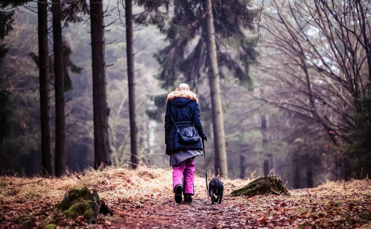 Person walking an old dog on a leash along a misty autumn path
