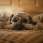 Senior dog resting on a soft bed with a blanket