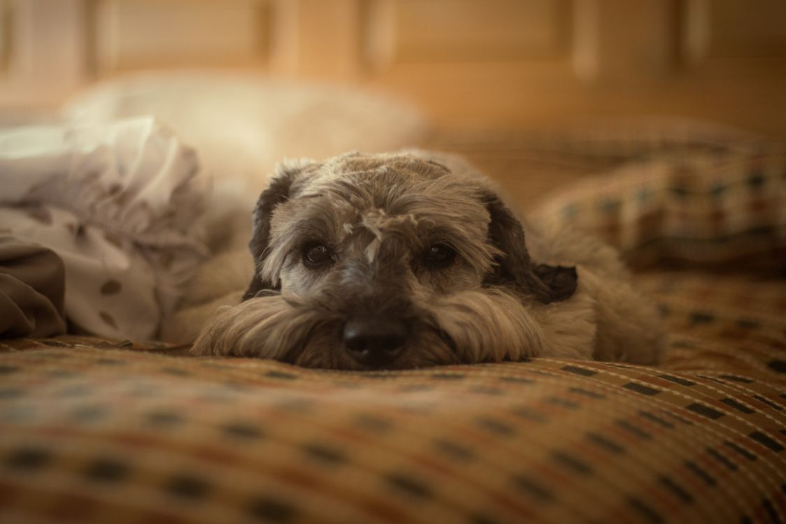 Senior dog resting on a soft bed with a blanket