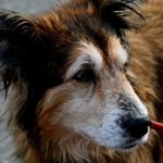 senior mixed breed dog on a leash outdoors in soft light