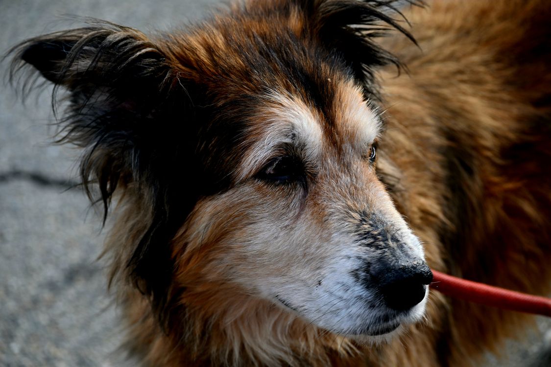 senior mixed breed dog on a leash outdoors in soft light
