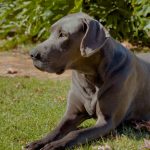 Great Dane lying on green grass in a sunny yard