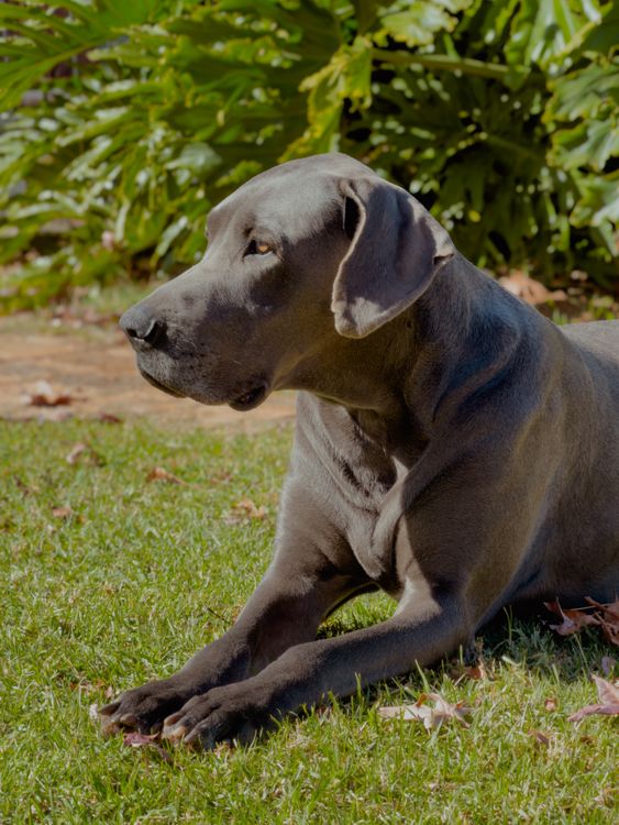 Great Dane lying on green grass in a sunny yard