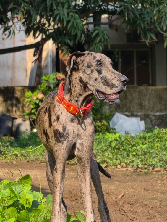 Great Dane standing outdoors in a sunlit backyard
