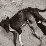 Mother dog nursing a litter of puppies outdoors