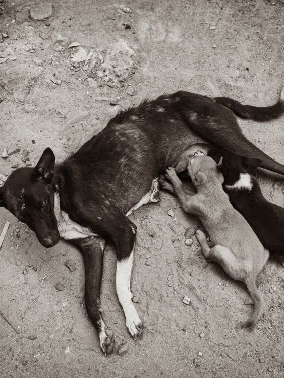 Mother dog nursing a litter of puppies outdoors