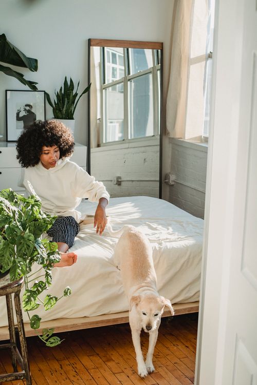 couple lying in bed with their dog between them in the morning