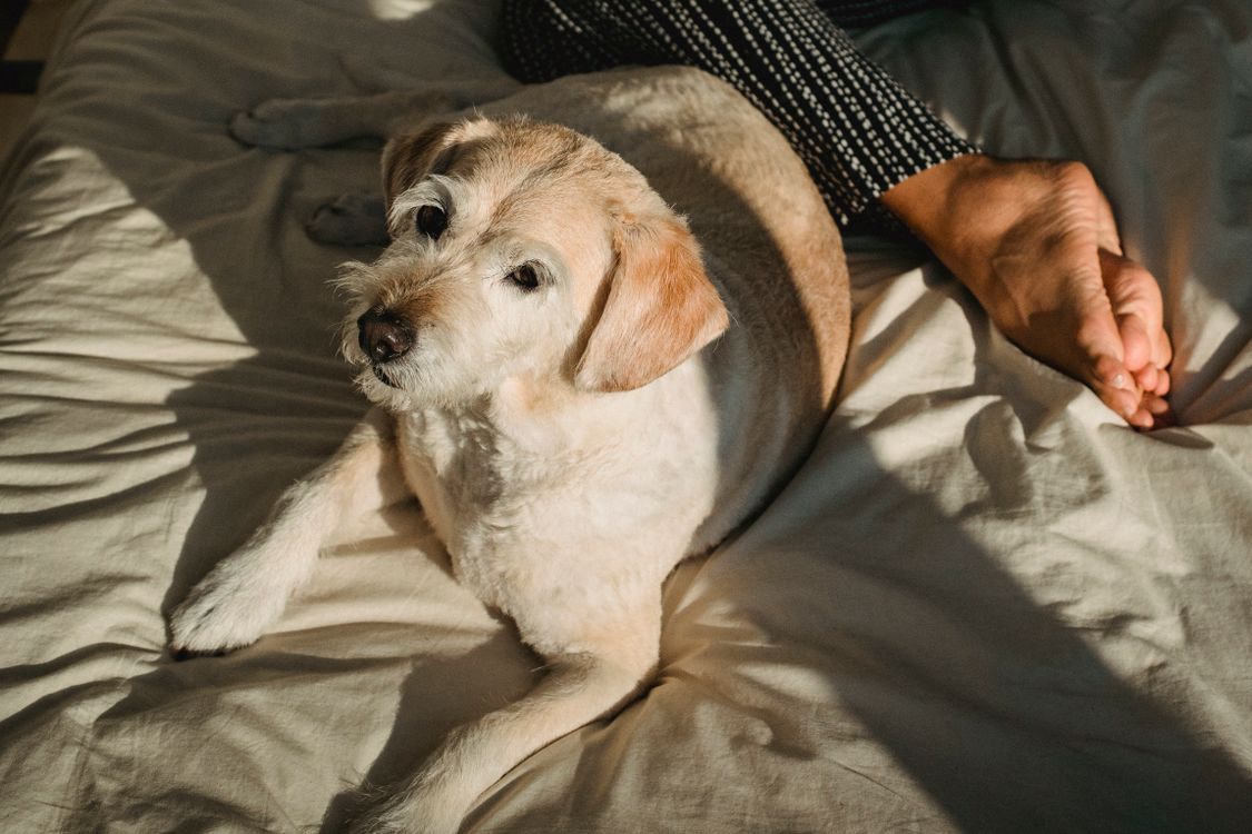 dog resting on a bed beside its owner