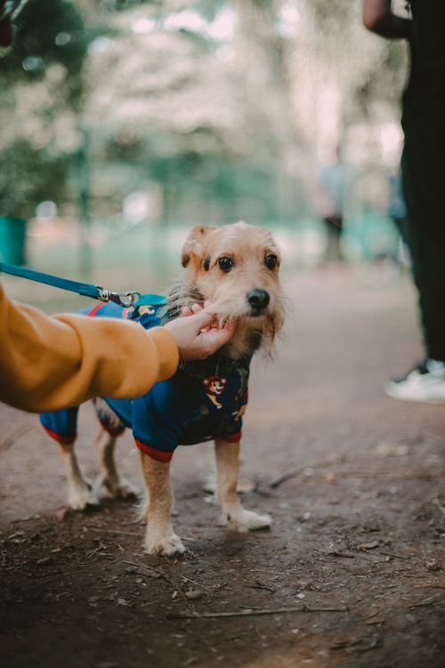 small dog on a leash in a park