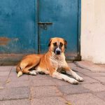 street dog resting on a pavement in an Indian city
