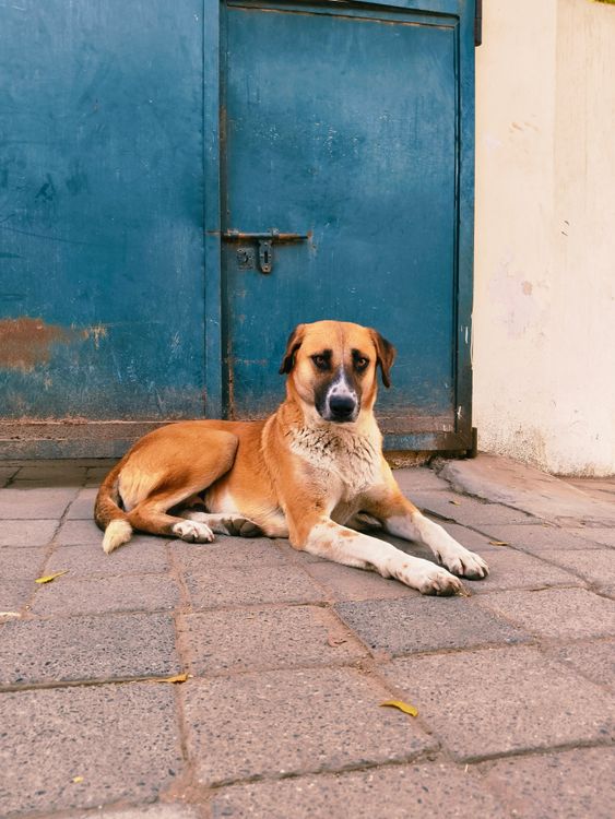 street dog resting on a pavement in an Indian city