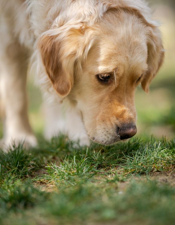 dog sniffing the grass while exploring an open field