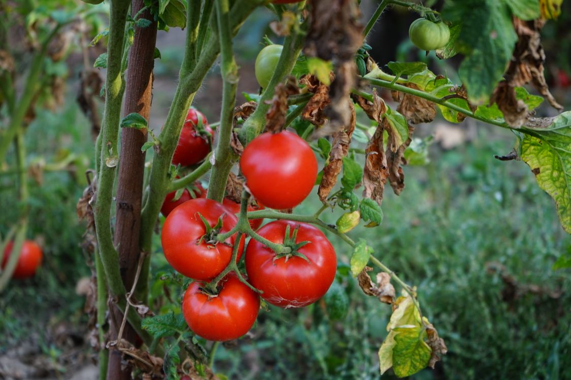 Ripe red tomatoes growing on the vine in a garden