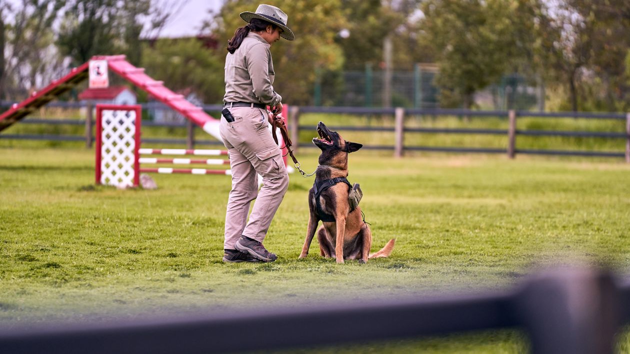 trainer guiding a Belgian Malinois through obedience work in a grassy park