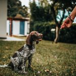 puppy taking a treat from a handler's hand during an outdoor training session
