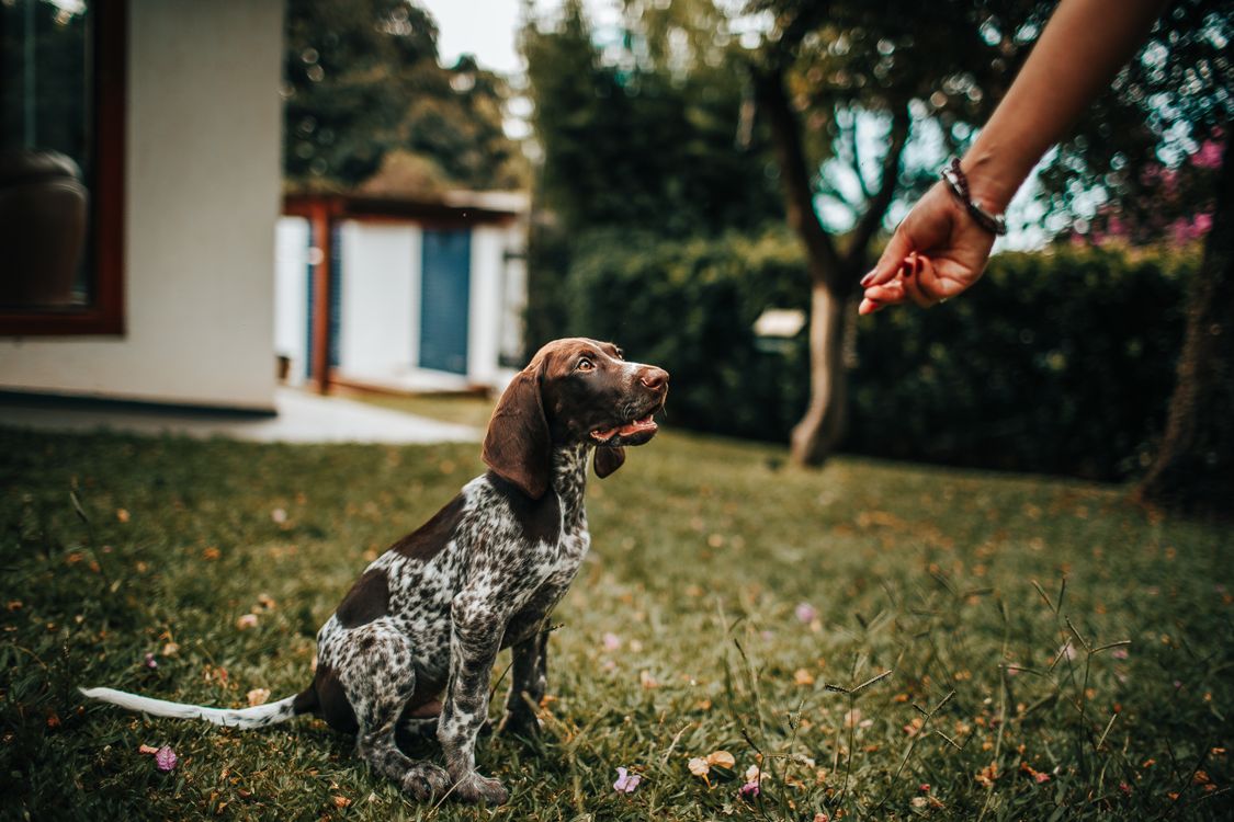 puppy taking a treat from a handler's hand during an outdoor training session