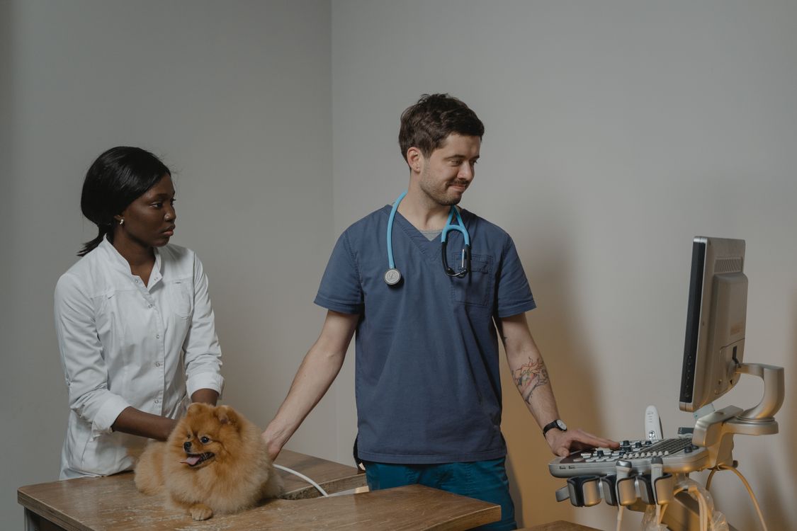 Veterinarian performs an ultrasound scan on a dog lying on its side in a clinic