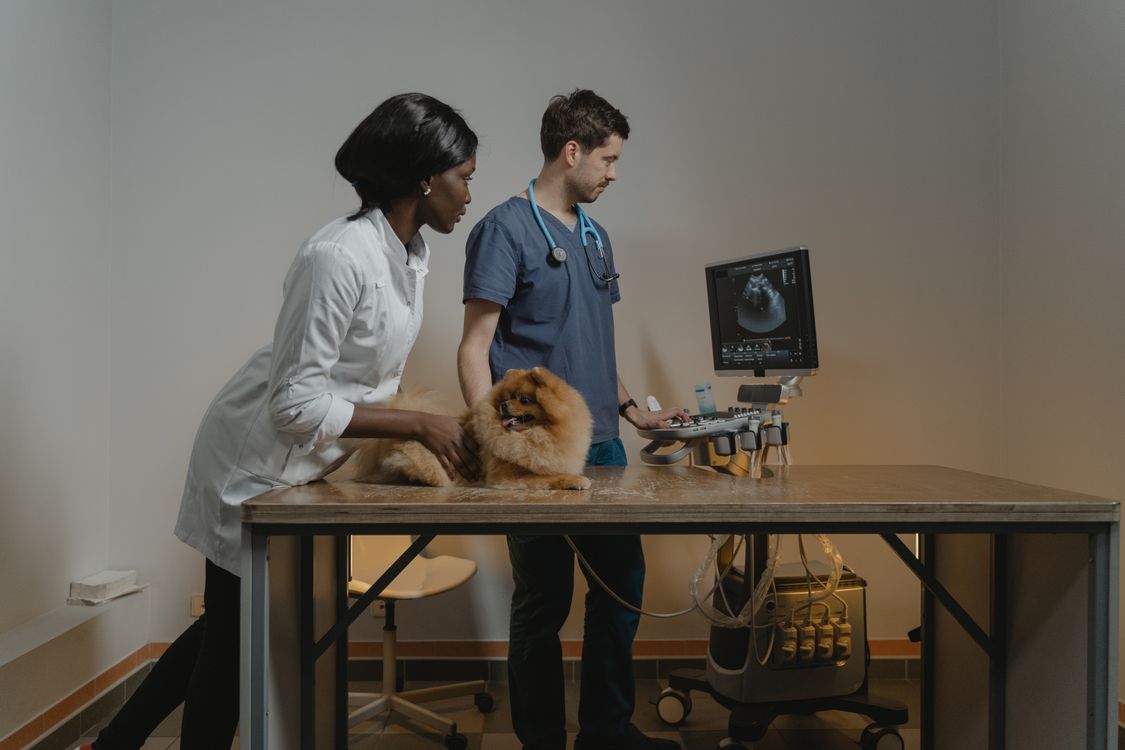 Two veterinarians look at a veterinary ultrasound machine beside a dog in an exam room