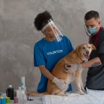 Veterinarian and an assistant examine a dog on an exam table at a clinic