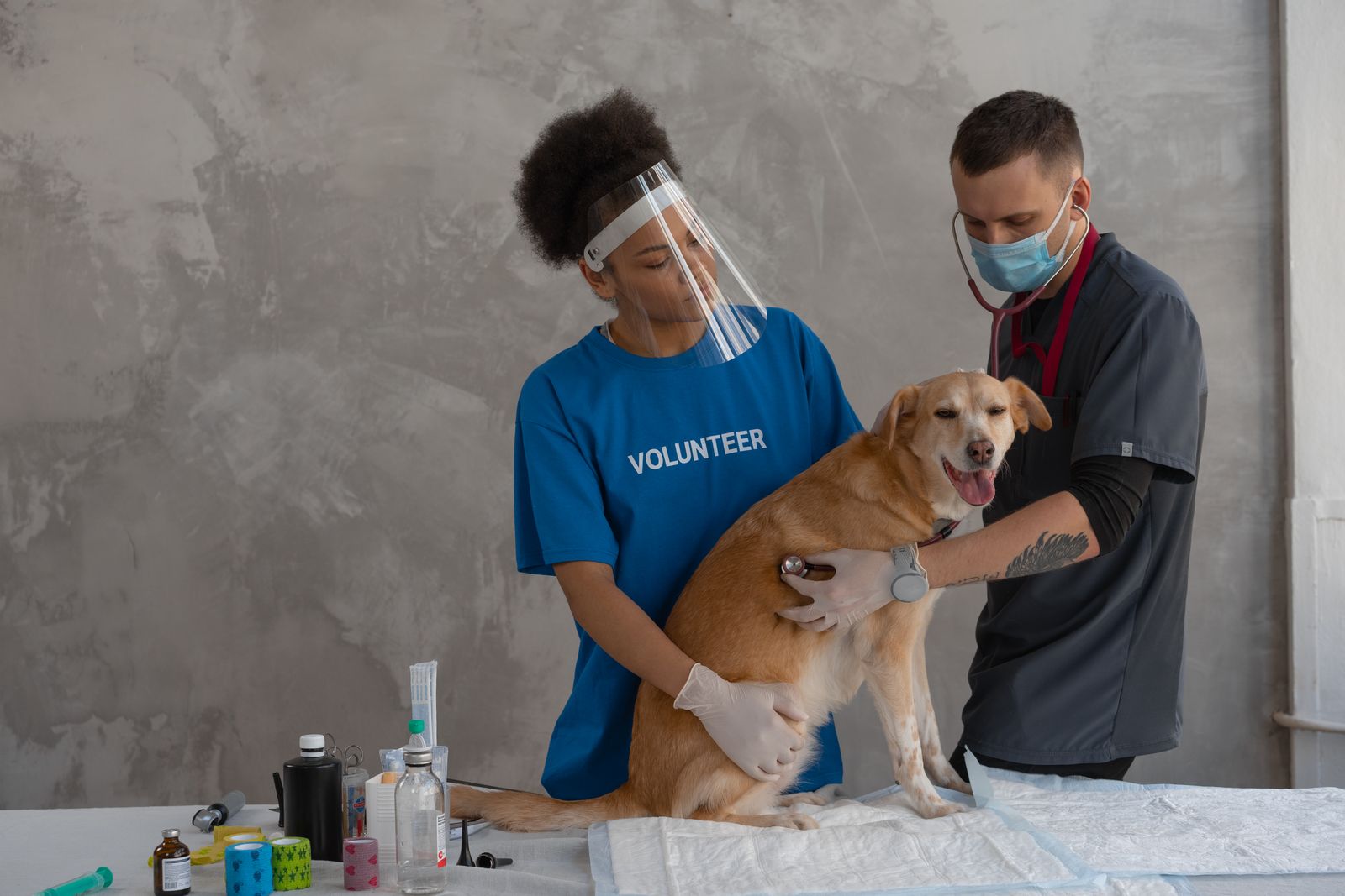 Veterinarian and an assistant examine a dog on an exam table at a clinic