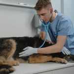 Veterinarian listening to a dog's chest with a stethoscope
