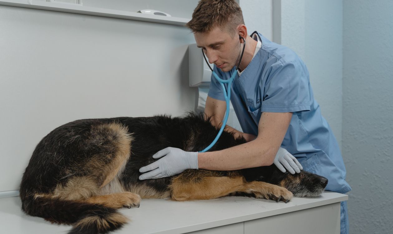 Veterinarian listening to a dog's chest with a stethoscope