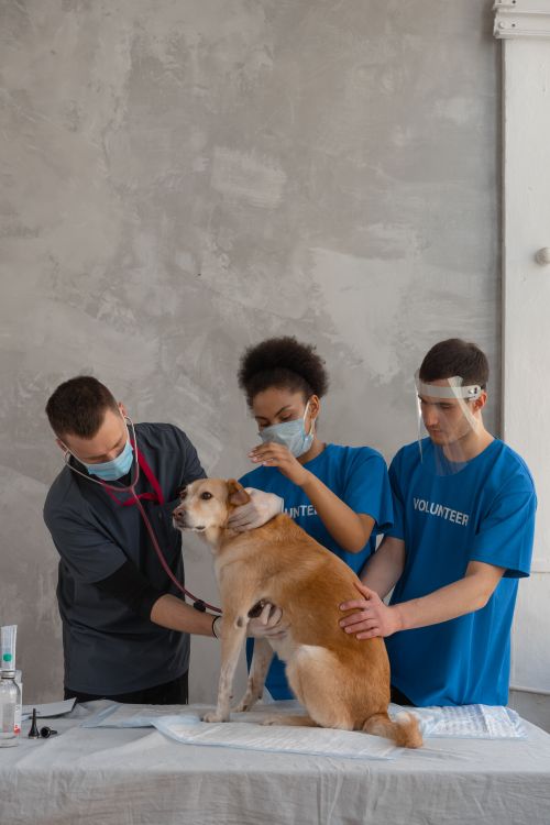 veterinarian treating a dog during an exam