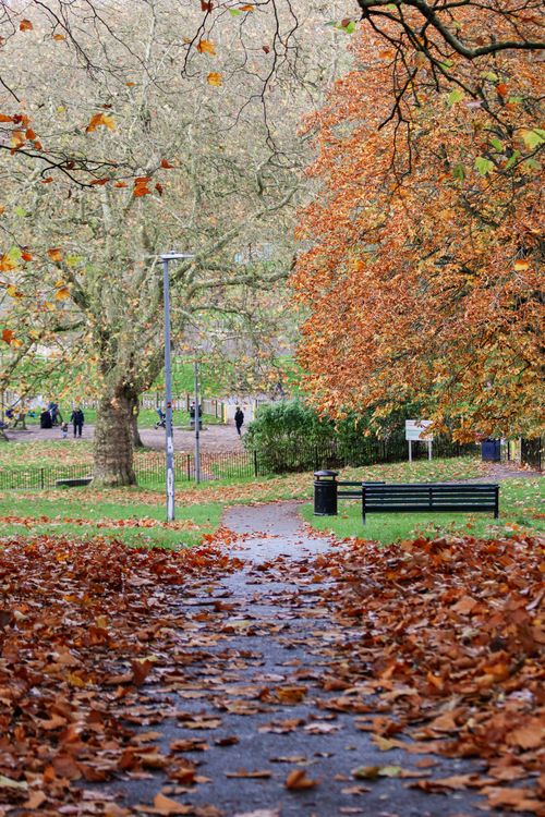 tree-lined city park path in autumn