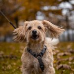 dog on a leash walking along an autumn park path