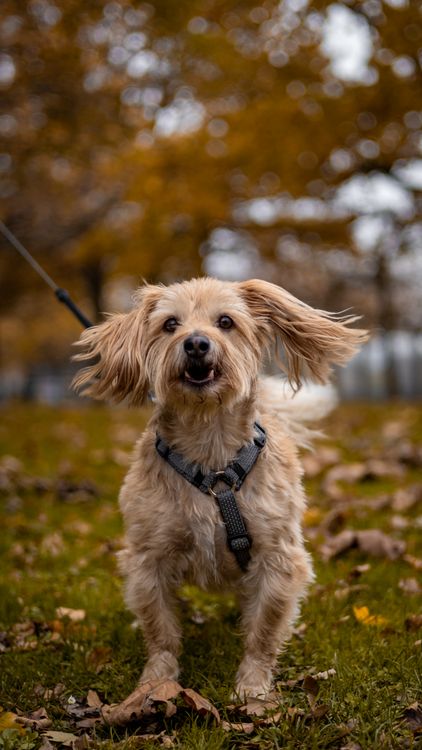 dog on a leash walking along an autumn park path
