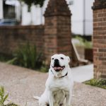 lone dog sitting on a sidewalk in a city