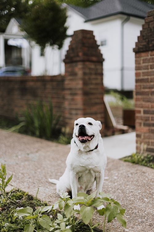 lone dog sitting on a sidewalk in a city