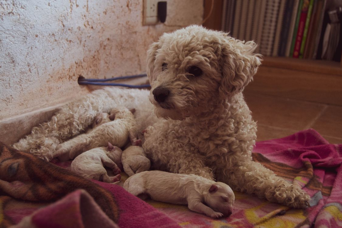 dog resting with newborn puppies indoors