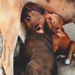 mother dog nursing her litter of puppies outdoors