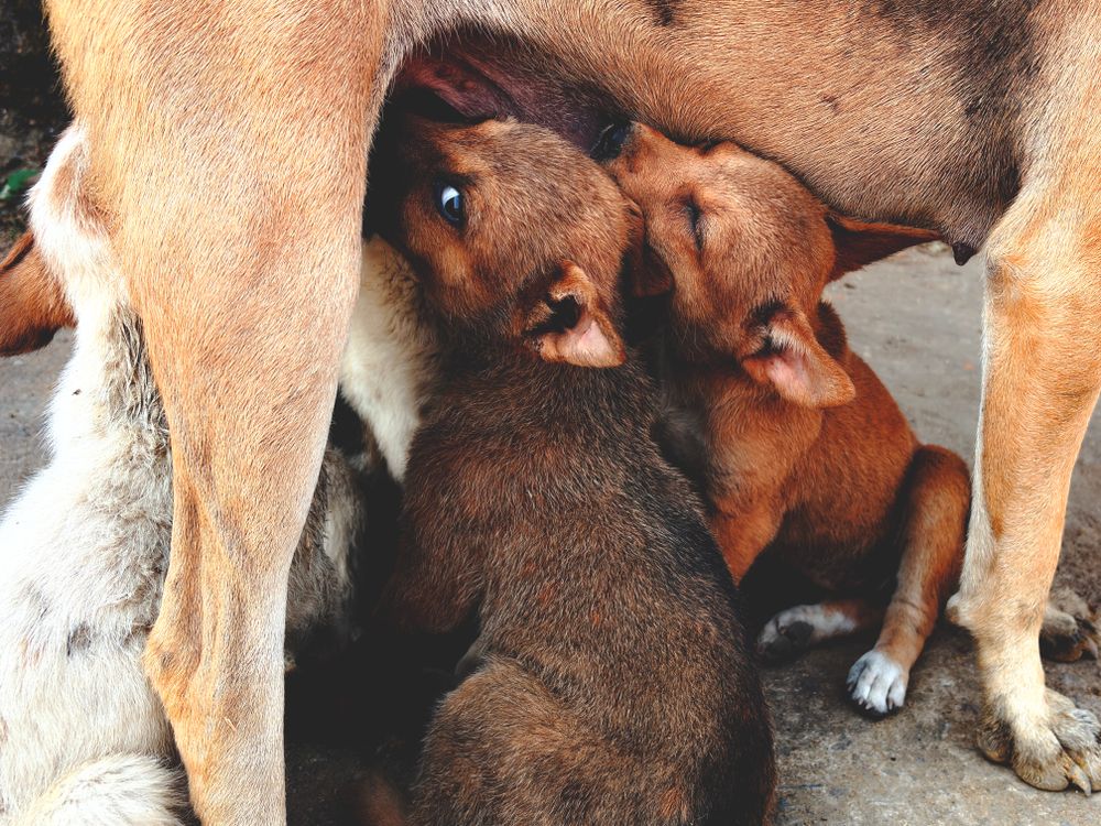 mother dog nursing her litter of puppies outdoors