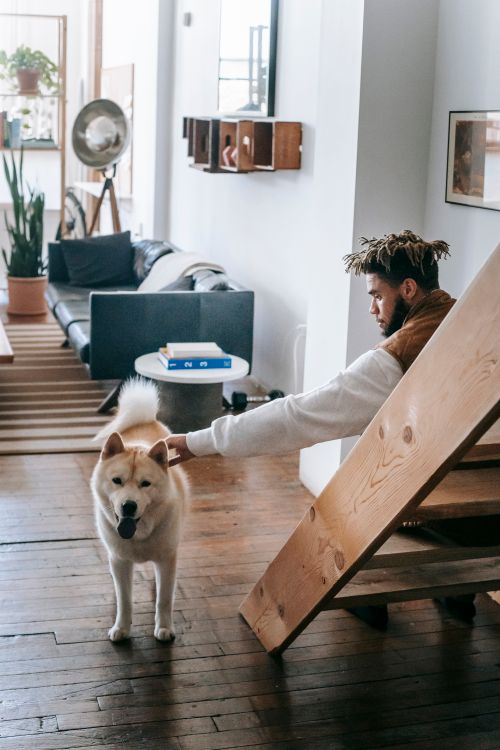 man petting an Akita dog in the living room of an apartment