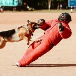 German shepherd working dog training with a handler outdoors