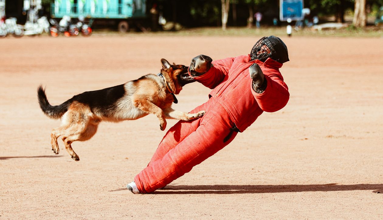 German shepherd working dog training with a handler outdoors
