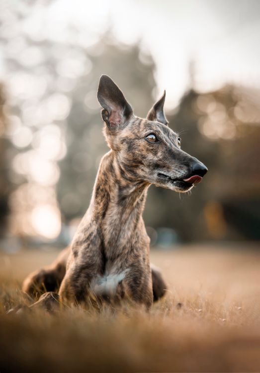Brindle greyhound lying in the grass on a sunny day