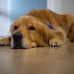 senior golden retriever resting quietly indoors