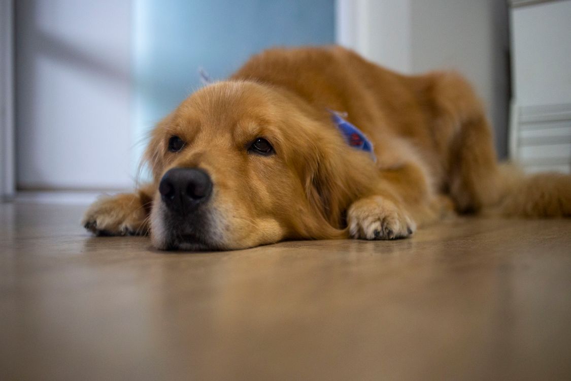 senior golden retriever resting quietly indoors