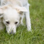 Dog sniffing grass in a meadow where wild mushrooms grow