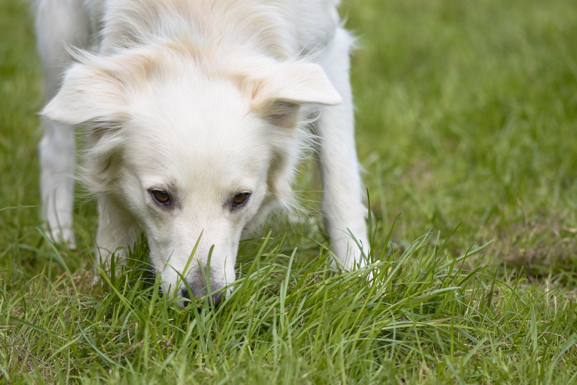 Dog sniffing grass in a meadow where wild mushrooms grow