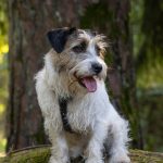 Jack Russell terrier sitting in an autumn forest after being found